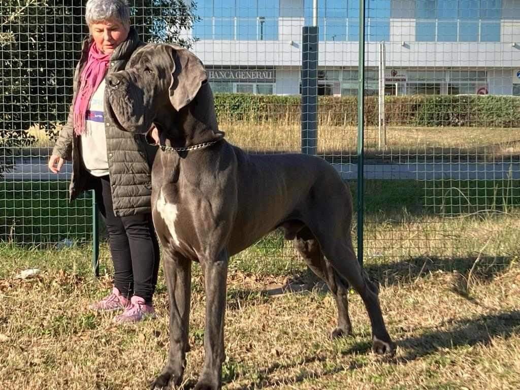 chiot Dogue allemand Des Iles Aux Falaises