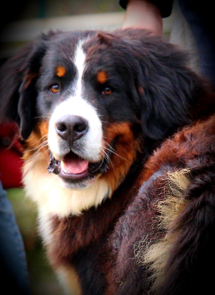 Pandore Des Iles Aux Falaises