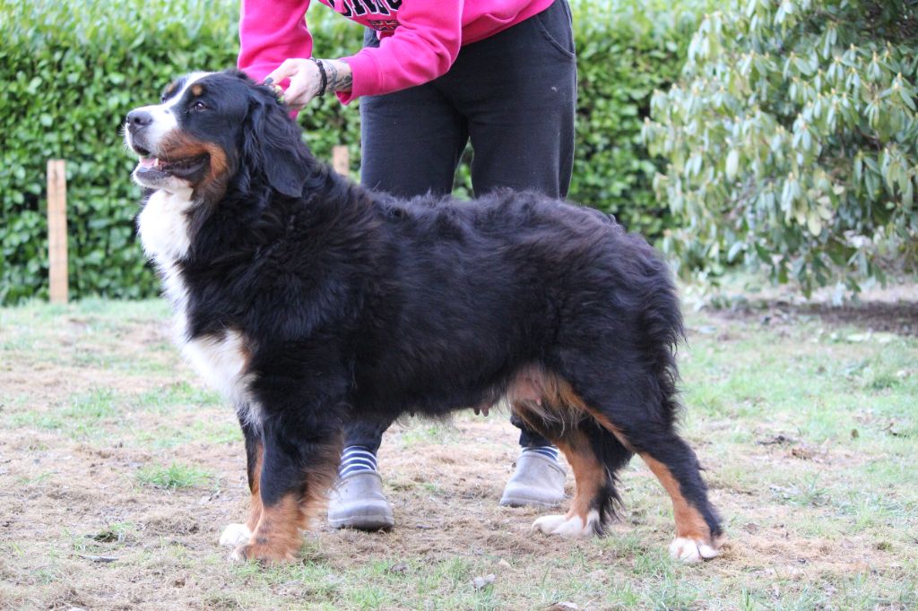Lord Of Berners Uncredible joy