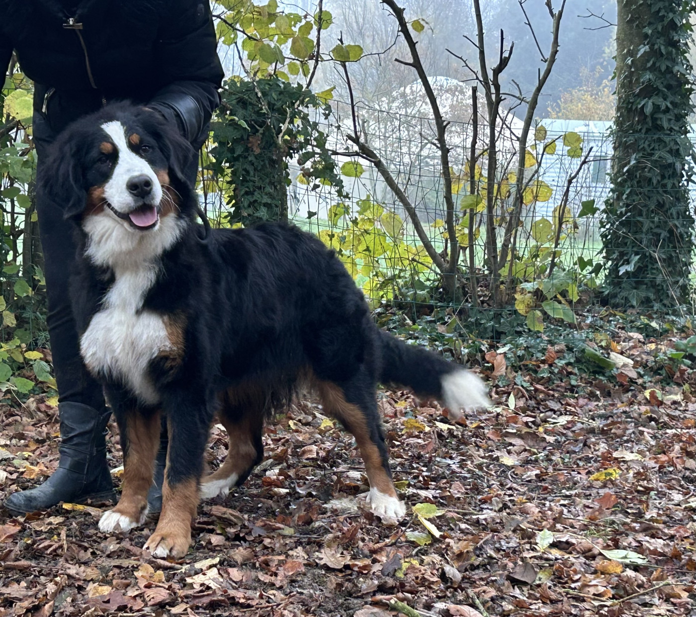 Unicorn des îles aux falaises Des Iles Aux Falaises