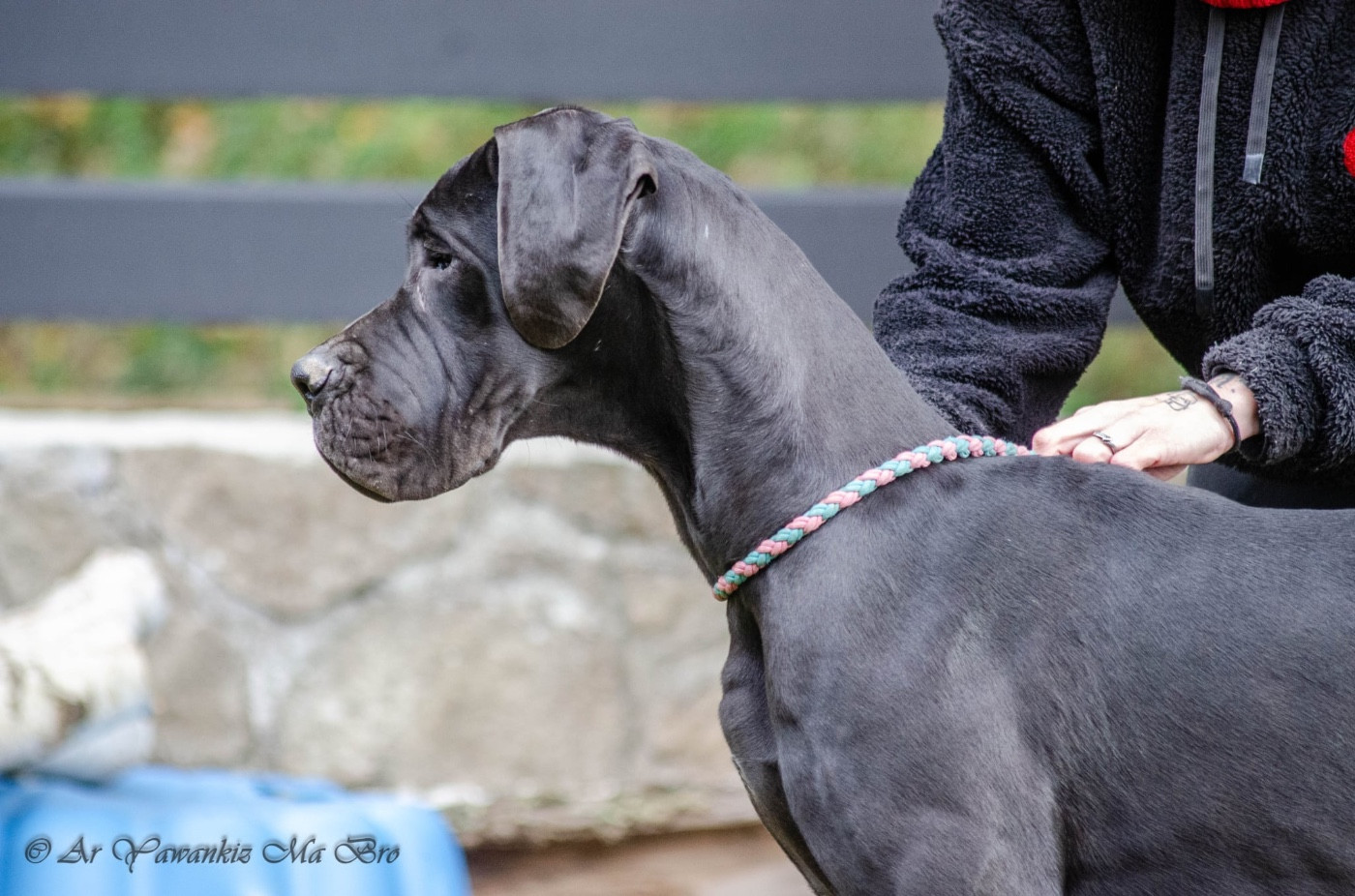 Alpaga des Îles aux Falaises Des Iles Aux Falaises