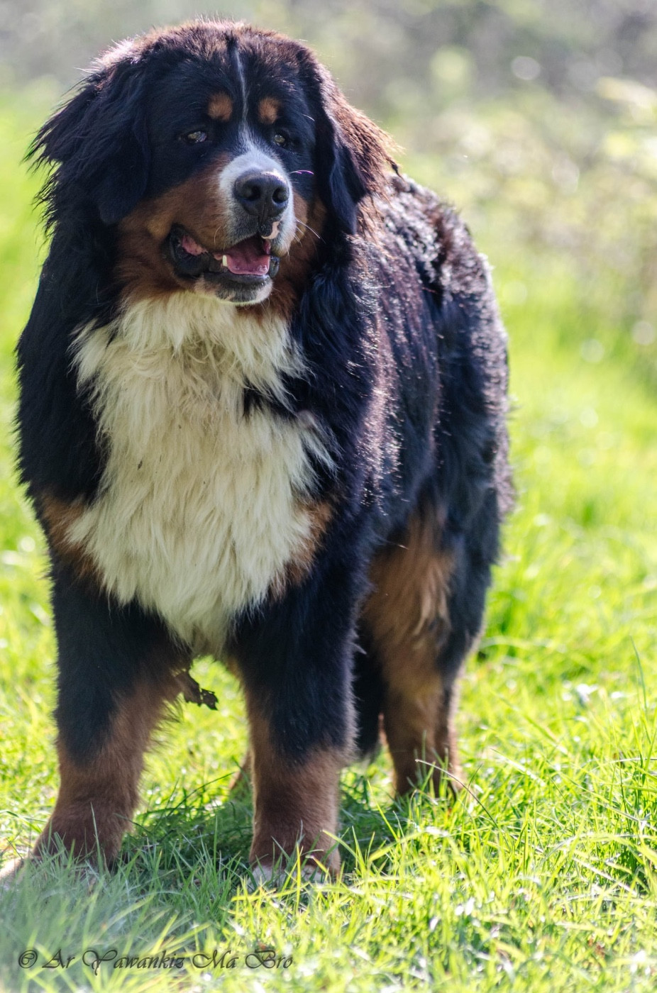 Aslan De La Terre D'Oslo