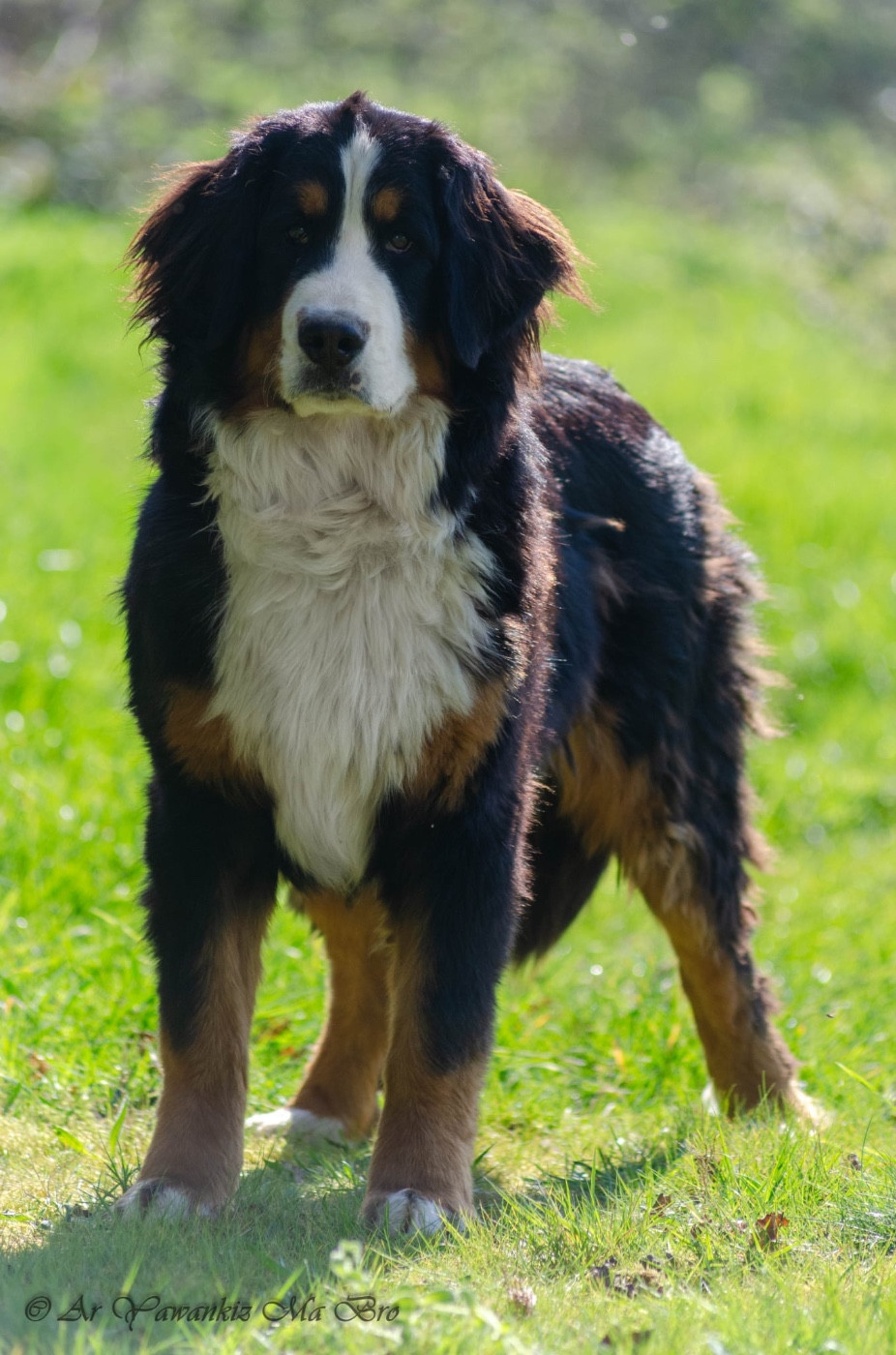Arobase Du Royaume De Goldie