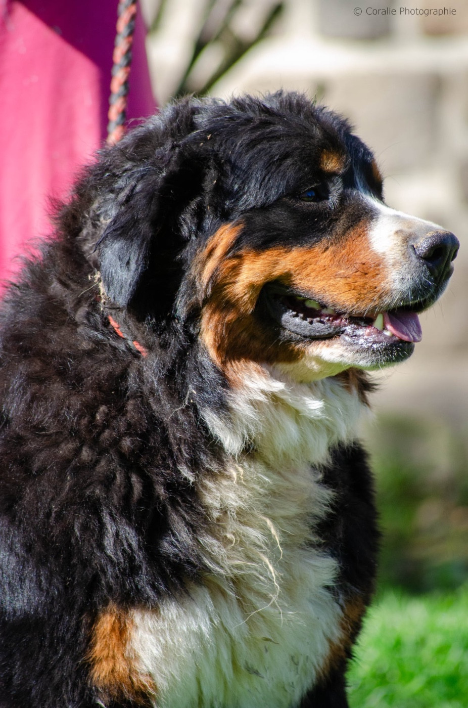 Union Sacrée Des Iles Aux Falaises