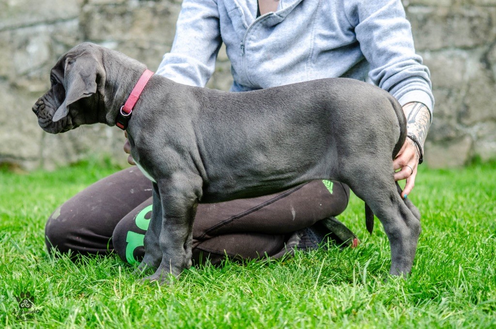 Des Iles Aux Falaises - Chiots disponibles - Dogue allemand