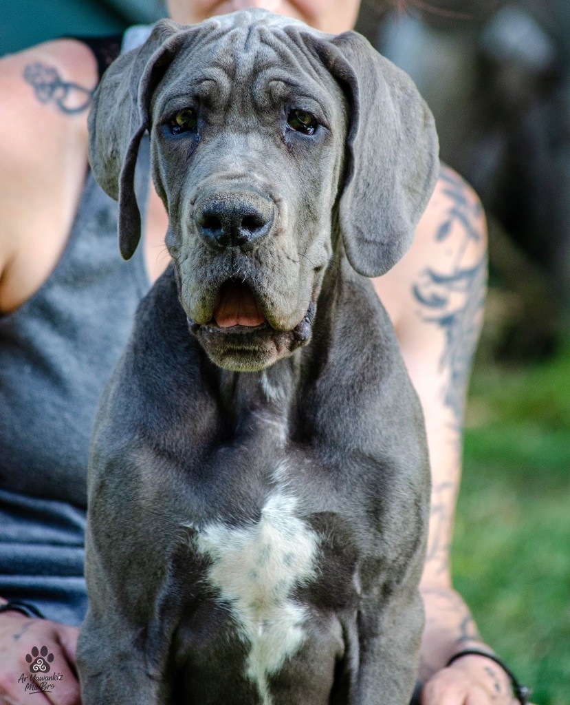 Des Iles Aux Falaises - Chiots disponibles - Dogue allemand