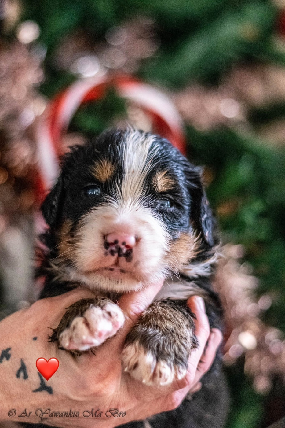 Des Iles Aux Falaises - Chiots disponibles - Bouvier Bernois