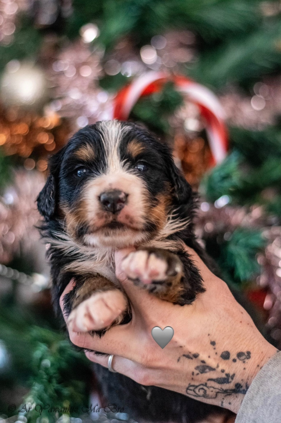 Des Iles Aux Falaises - Chiots disponibles - Bouvier Bernois