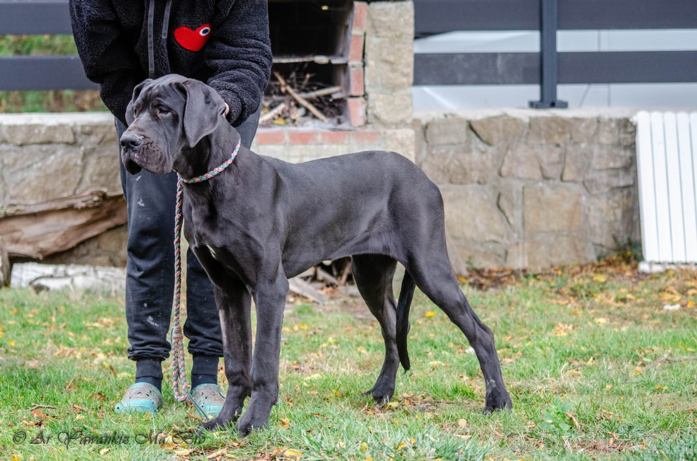 Des Iles Aux Falaises - Chiots disponibles - Dogue allemand