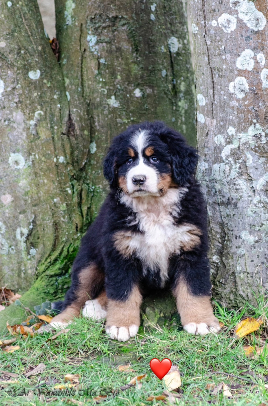 Des Iles Aux Falaises - Chiots disponibles - Bouvier Bernois