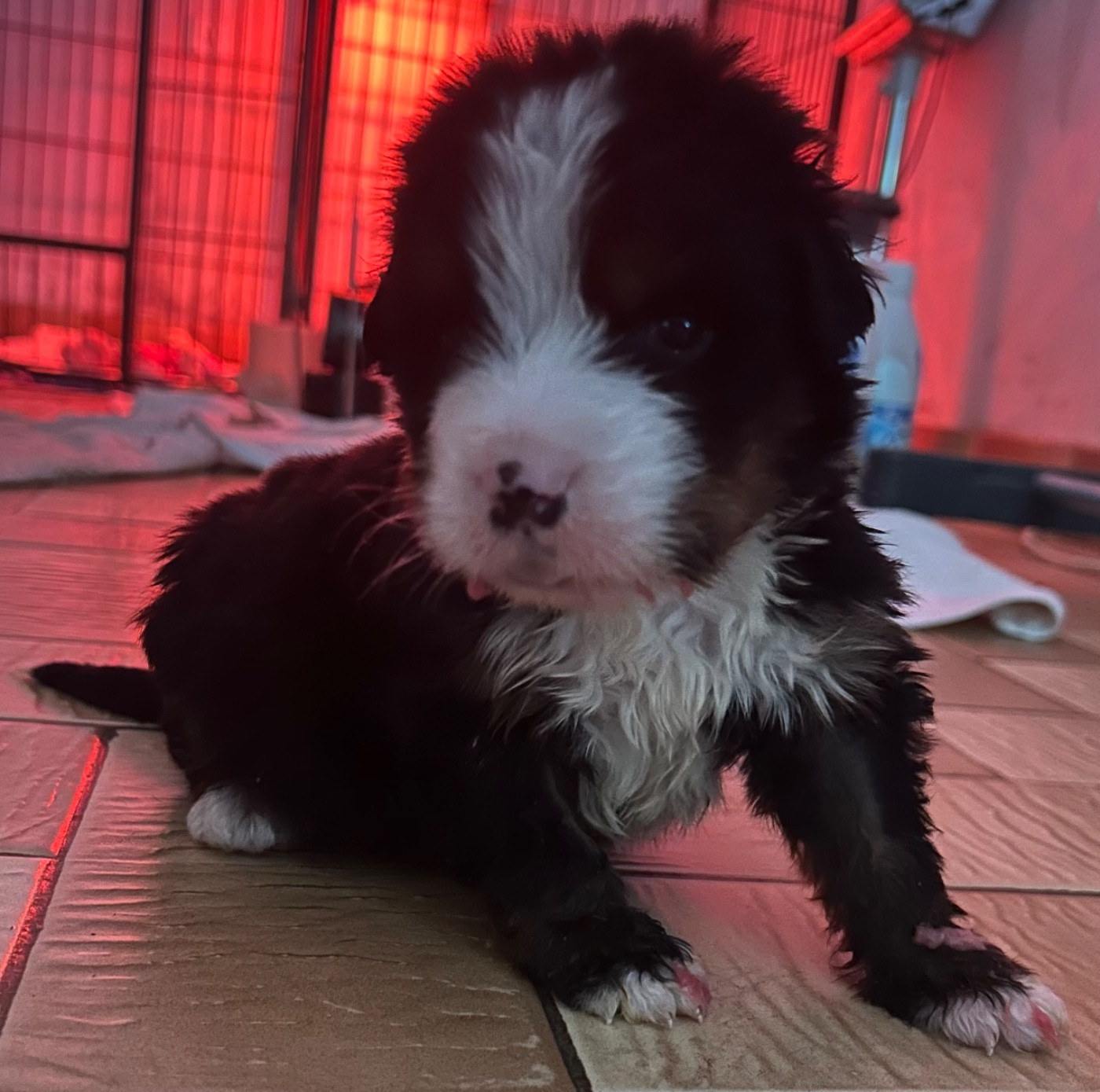 Des Iles Aux Falaises - Chiots disponibles - Bouvier Bernois