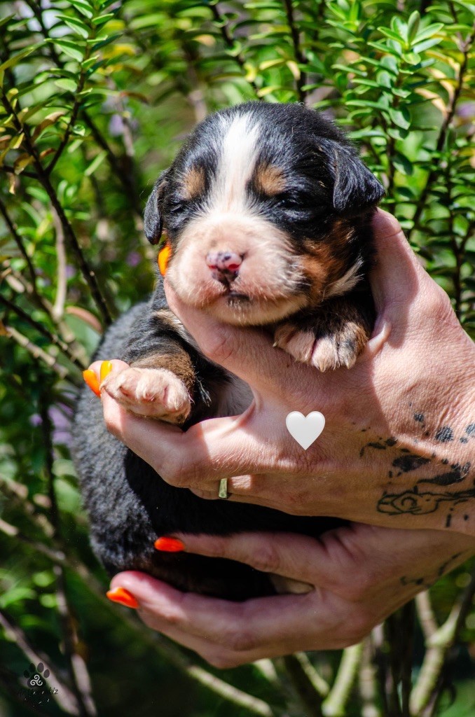 Des Iles Aux Falaises - Chiots disponibles - Bouvier Bernois
