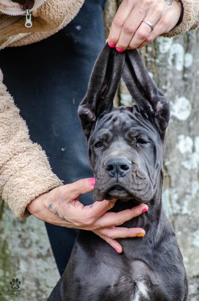 Des Iles Aux Falaises - Chiots disponibles - Dogue allemand