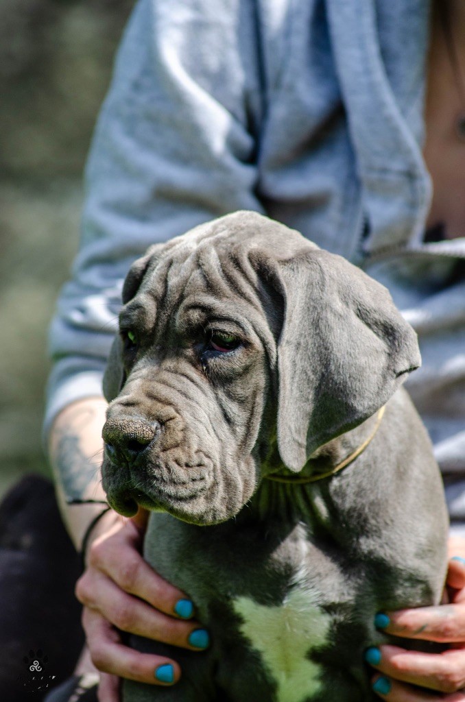 Des Iles Aux Falaises - Chiots disponibles - Dogue allemand
