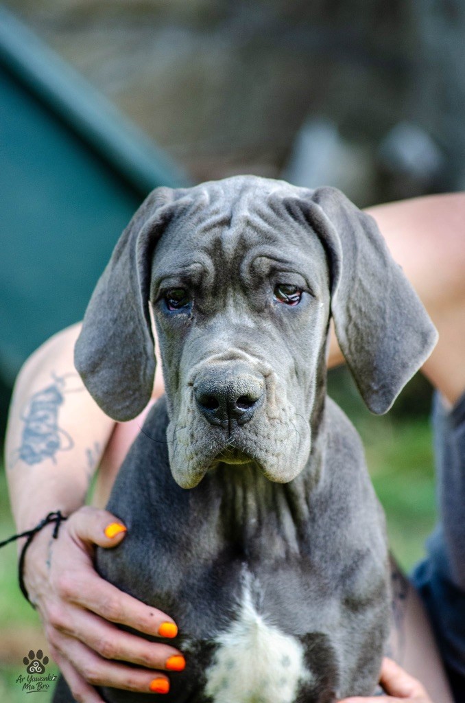Des Iles Aux Falaises - Chiots disponibles - Dogue allemand