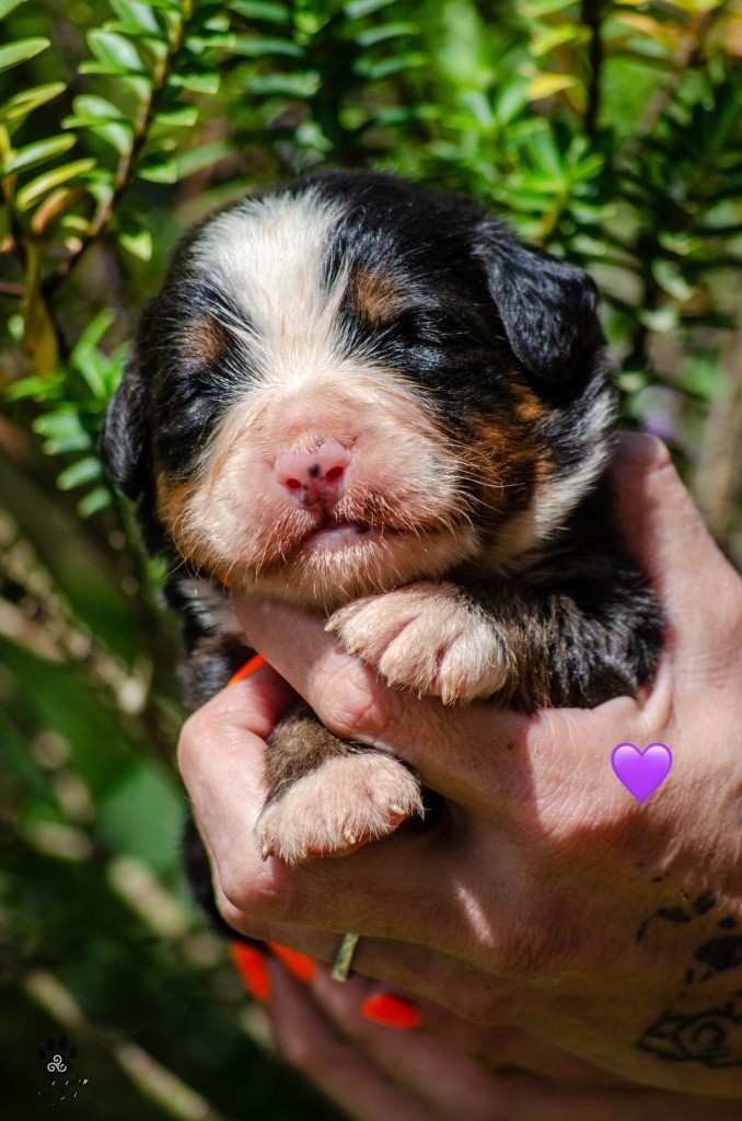 Des Iles Aux Falaises - Chiots disponibles - Bouvier Bernois