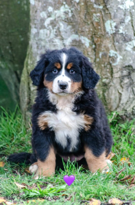 Alcaline Collier Violet