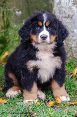 Aspirine Collier Gris