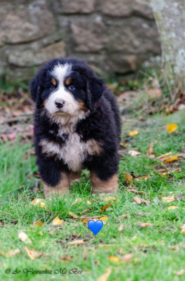 Alcatraz Collier Bleu