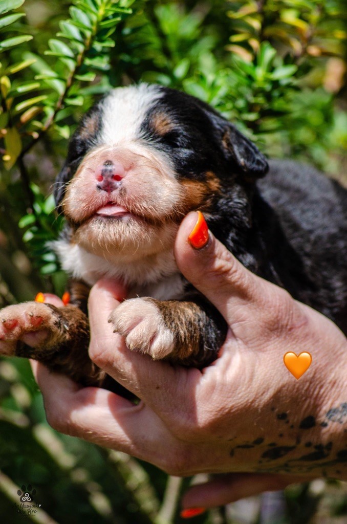 Des Iles Aux Falaises - Chiots disponibles - Bouvier Bernois