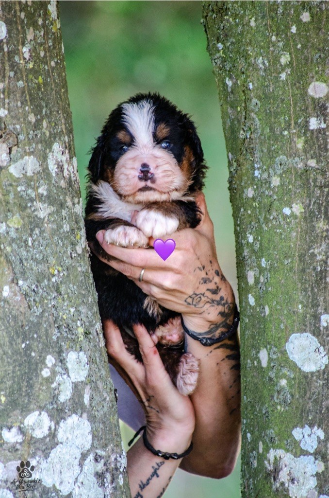 Des Iles Aux Falaises - Chiots disponibles - Bouvier Bernois