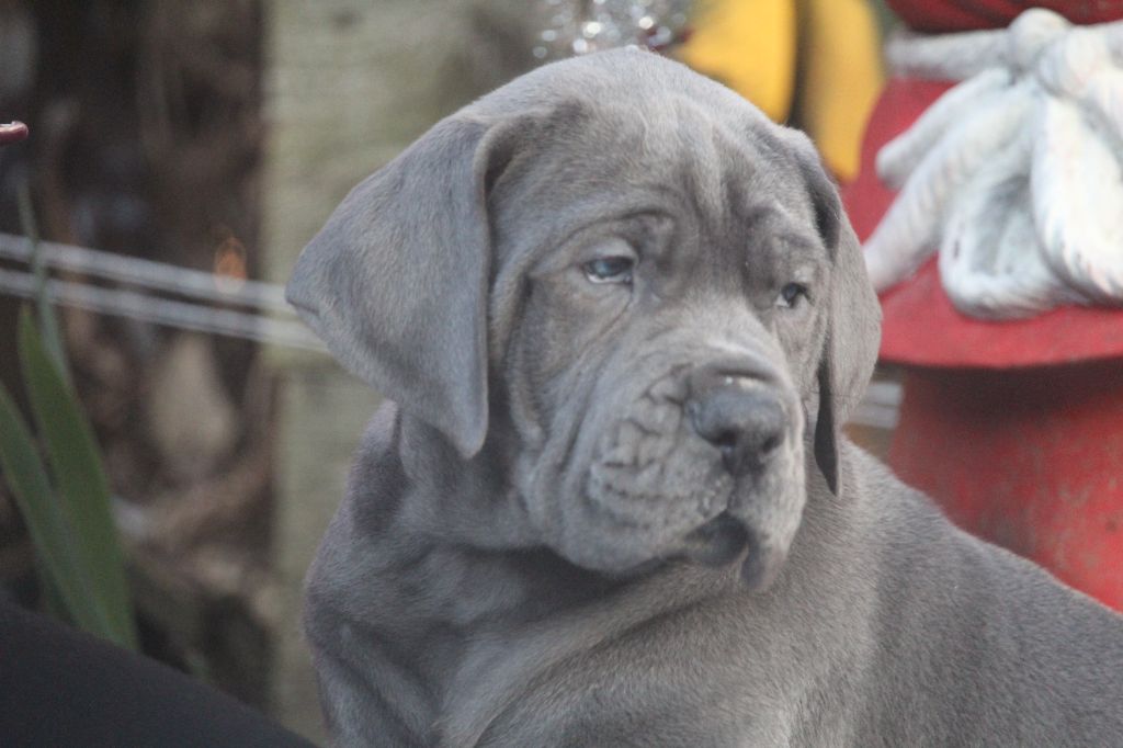 Des Iles Aux Falaises - Dogue allemand - Portée née le 01/11/2022